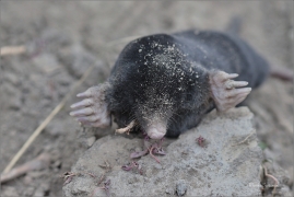 <p>KRTEK OBECNÝ (Talpa europaea) ---- /European mole - Europäischer Maulwurf/</p>
